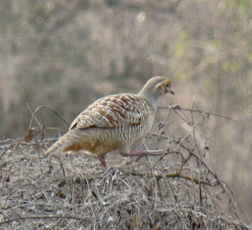 Grey Francolin