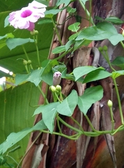 Ipomoea mauritiana