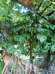 Ipomoea mauritiana