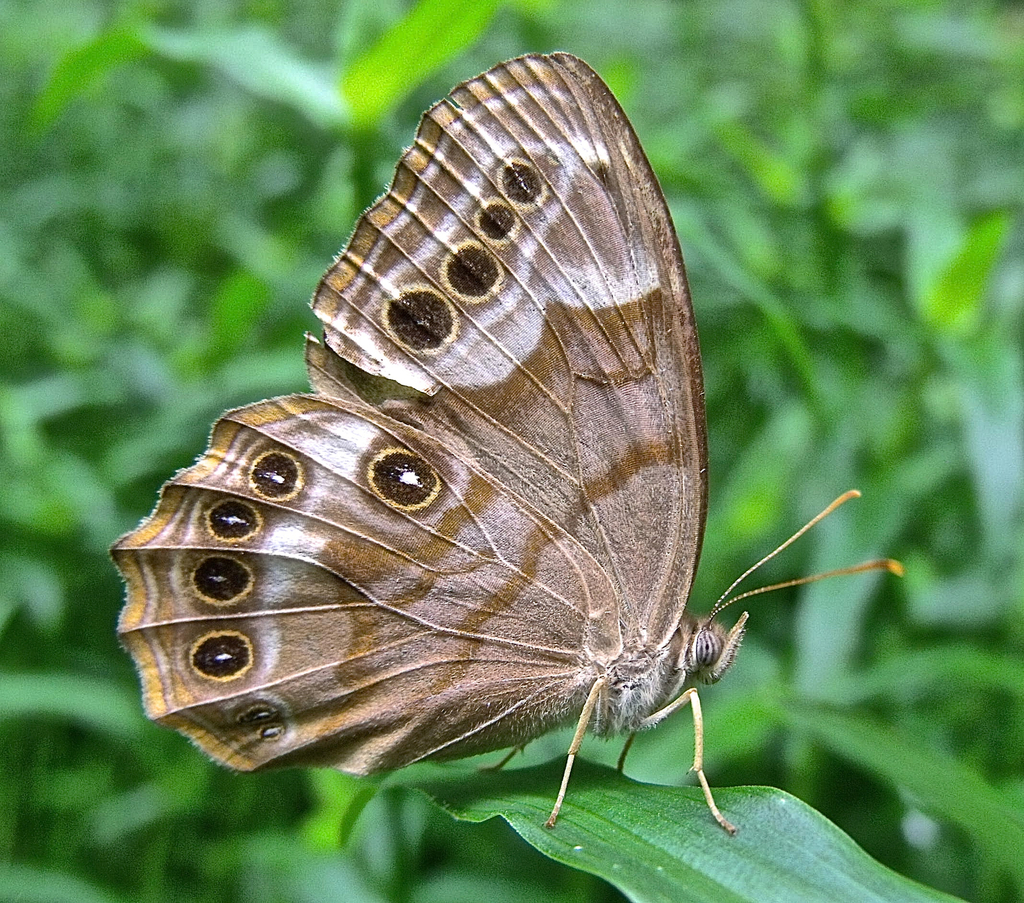 Pearly-eyes