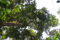 Ixonanthes reticulata