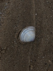 Mactra stultorum