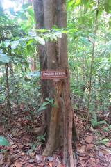 Ixonanthes reticulata