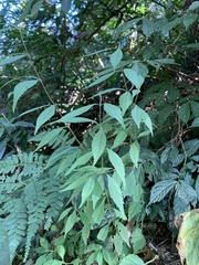 Callicarpa randaiensis