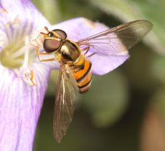 Episyrphus trisectus