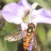 Episyrphus trisectus - Photo (c) Alan Manson,  זכויות יוצרים חלקיות (CC BY), uploaded by Alan Manson