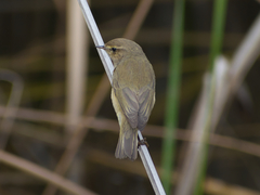 Phylloscopus collybita
