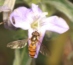 Episyrphus trisectus