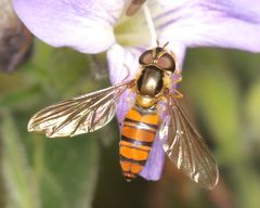 Episyrphus trisectus