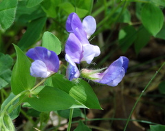 Lathyrus laxiflorus