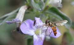 Episyrphus trisectus