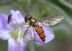 Episyrphus trisectus