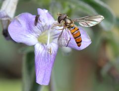 Episyrphus trisectus