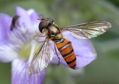 Episyrphus trisectus