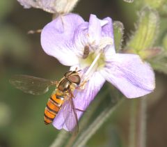 Episyrphus trisectus