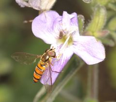 Episyrphus trisectus