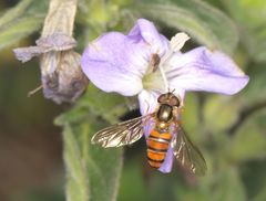 Episyrphus trisectus