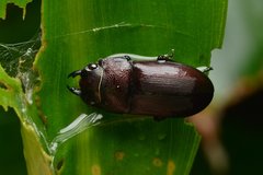 Metallactulus parvulus