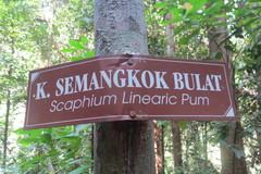 Scaphium linearicarpum