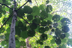 Scaphium linearicarpum