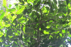 Payena