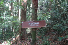 Payena