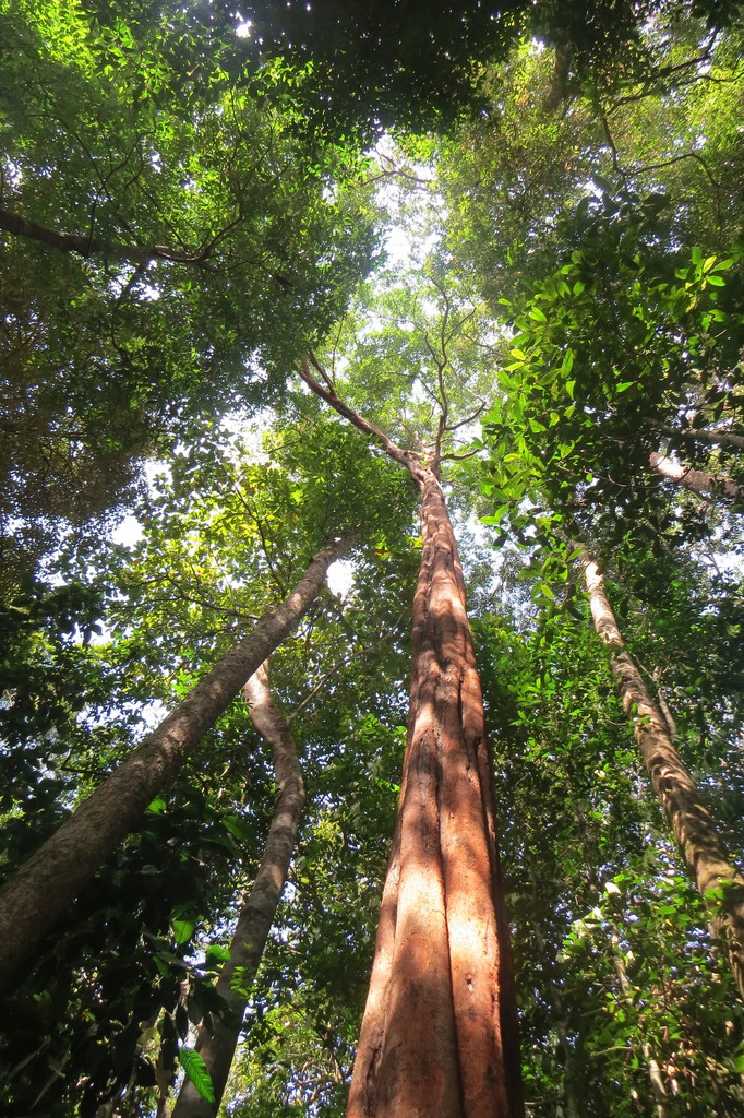 Gluta elegans
