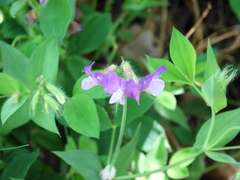 Lathyrus laxiflorus