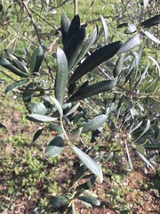 Olea europaea