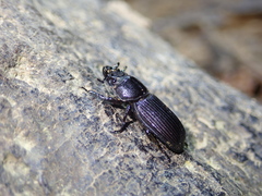 Nigidius sinicus