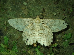 Epimecis fraternaria