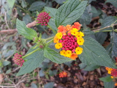 Lantana camara