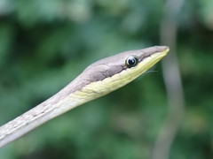 Oxybelis rutherfordi