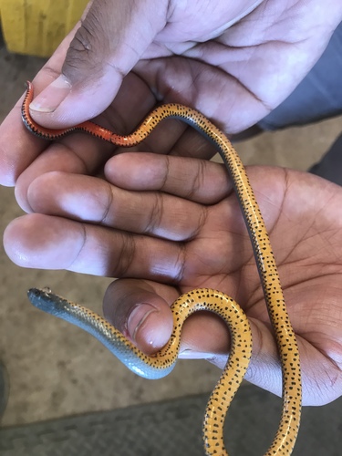 Regal Ringneck Snake