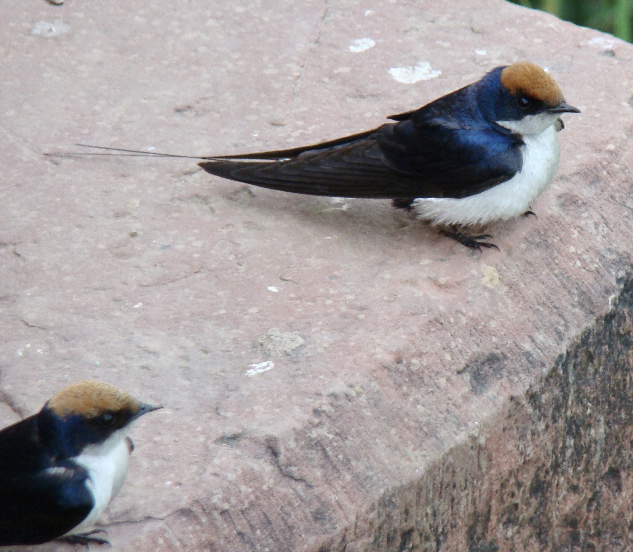 Wire-tailed Swallow