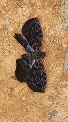 Lepidoptera