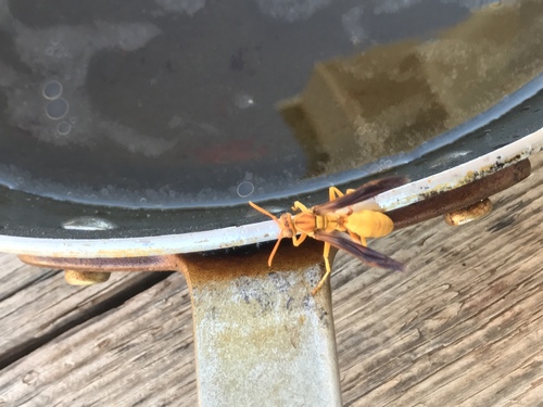 Polistes flavus
