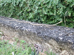 Oxybelis rutherfordi