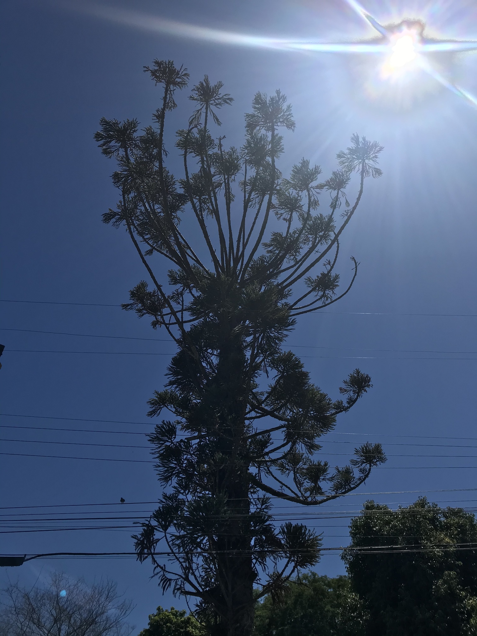 Araucaria angustifolia