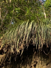 Haplopteris flexuosa