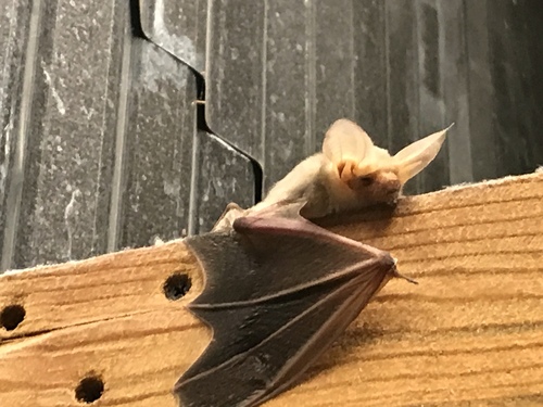 Pallid Bat