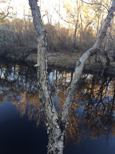 Betula nigra image