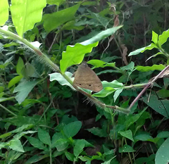 Hermeuptychia hermes