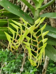 Cyrtorchis arcuata