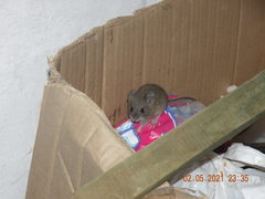 Oligoryzomys delticola