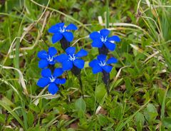 Gentiana bavarica