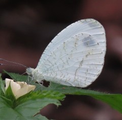 Leptosia alcesta