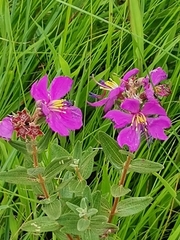 Dissotis princeps