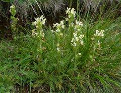 Pedicularis tuberosa