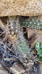 Austrocactus hibernus